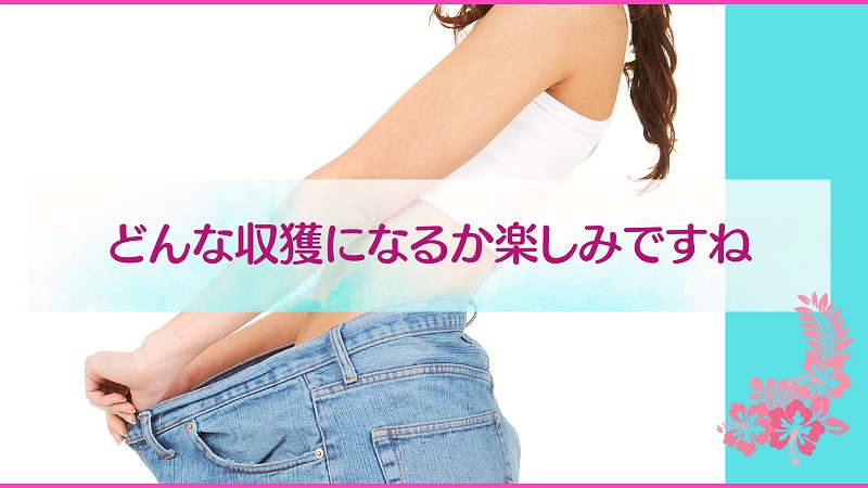 どんな収獲になるか楽しみですね